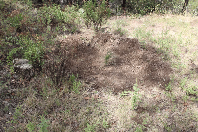 Imagen de Reforestación, Nuevo León