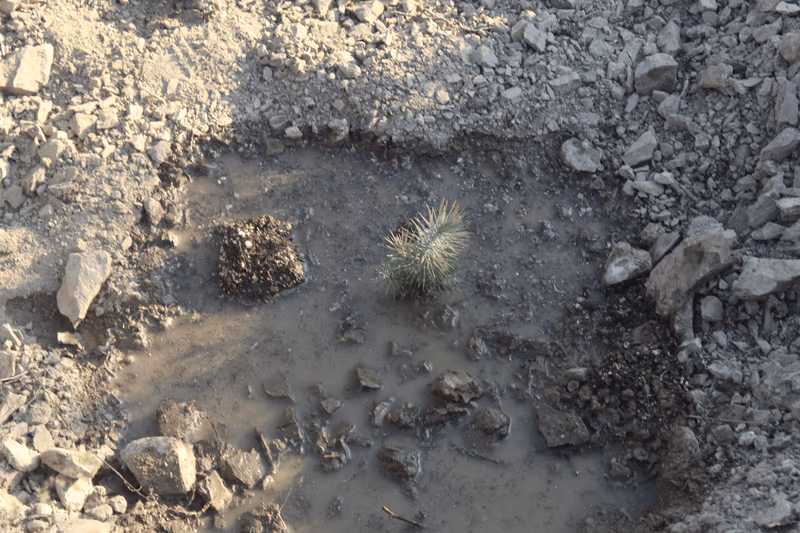 Imagen de Reforestación, Nuevo León