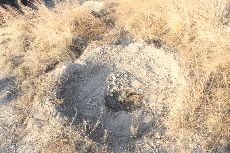 Imagen de Reforestación, Nuevo León