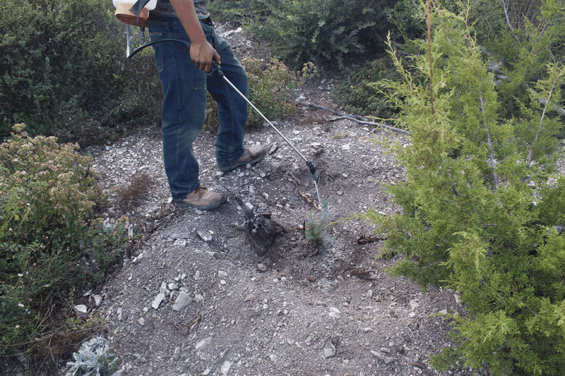Imagen de Reforestación, Nuevo León