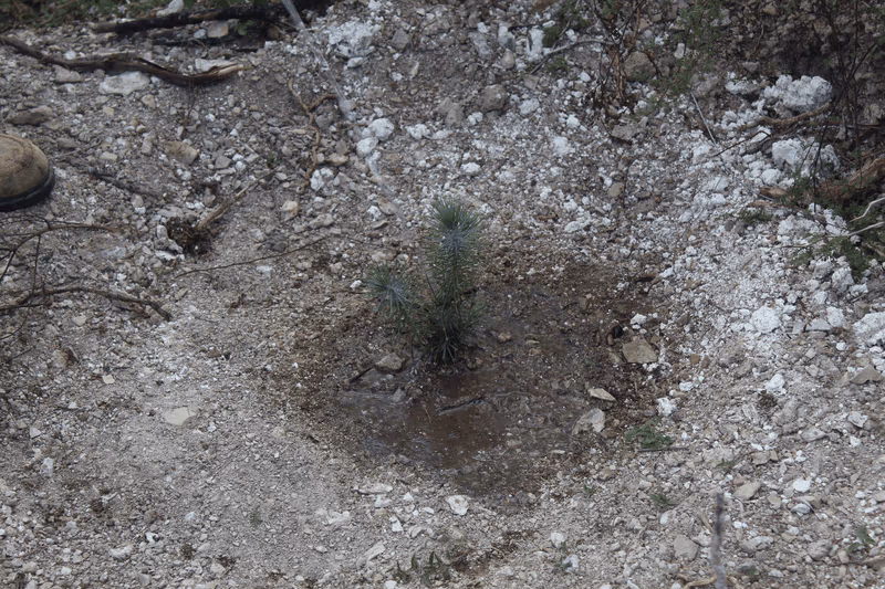 Imagen de Reforestación, Nuevo León