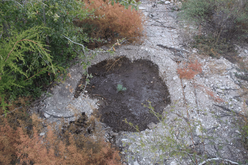 Imagen de Reforestación, Nuevo León