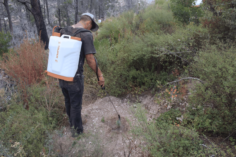 Imagen de Reforestación, Nuevo León