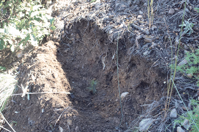 Imagen de Reforestación, Nuevo León