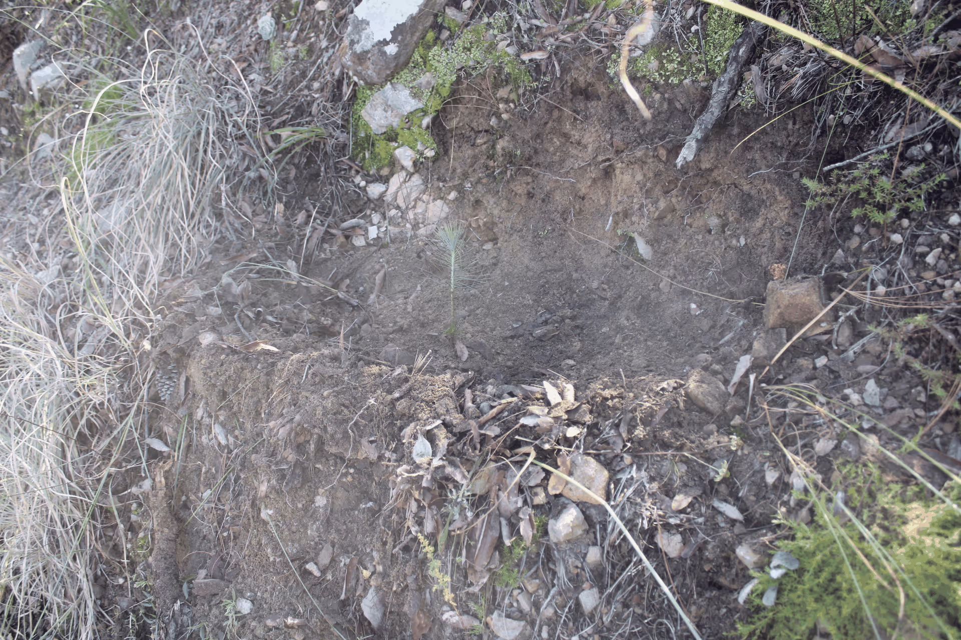 Imagen de Reforestación, Nuevo León