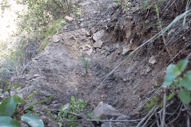 Imagen de Reforestación, Nuevo León