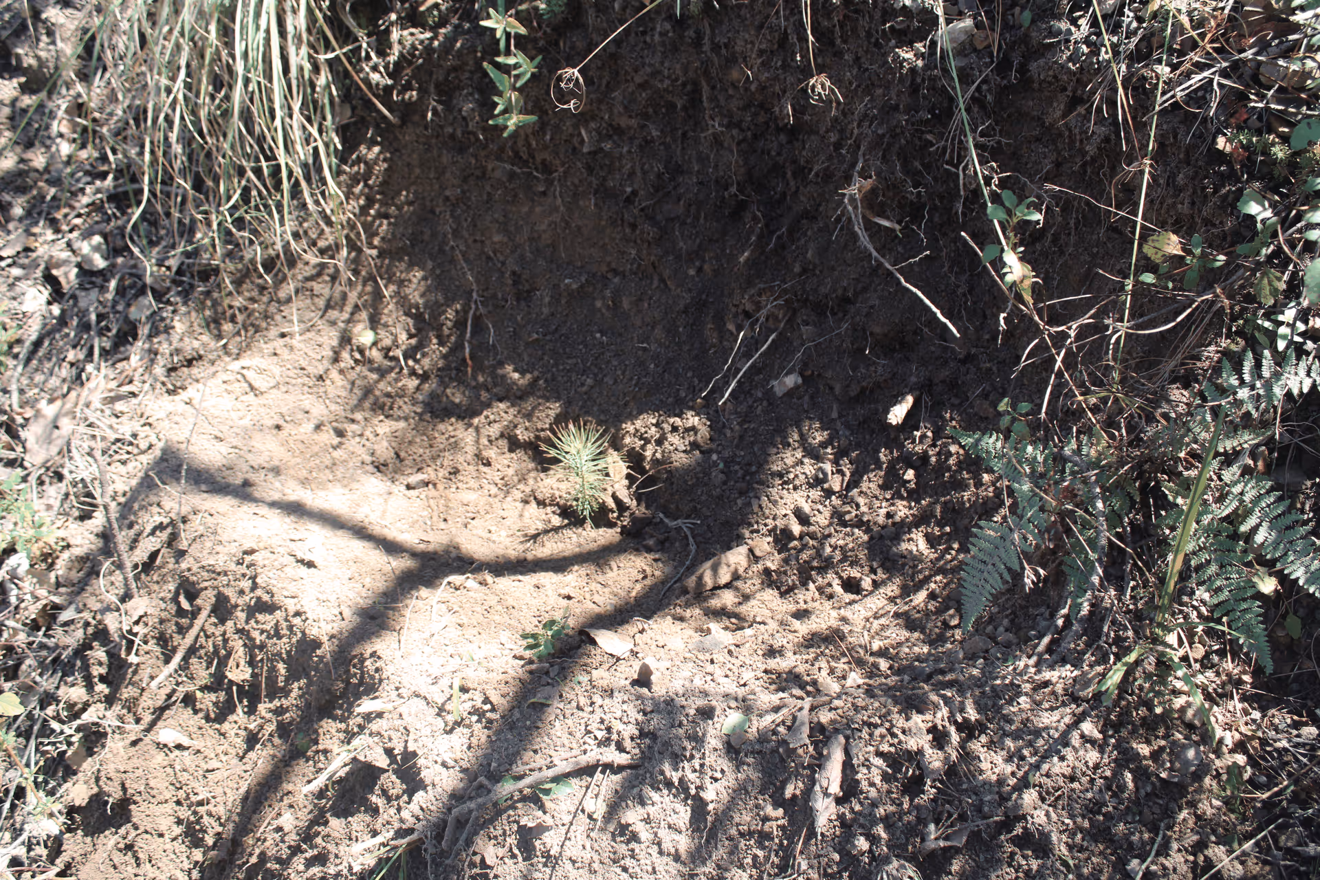 Imagen de Reforestación, Nuevo León