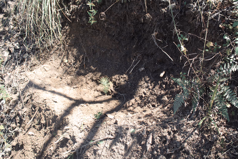 Imagen de Reforestación, Nuevo León