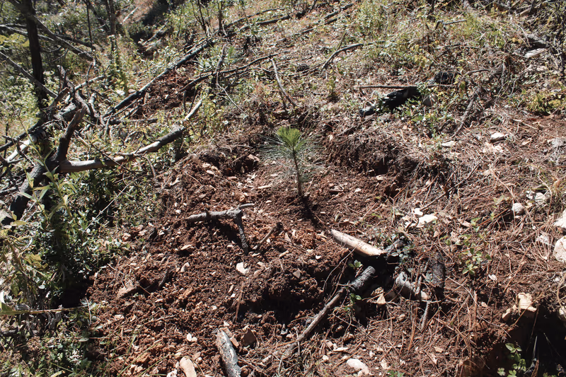 Imagen de Reforestación, Nuevo León