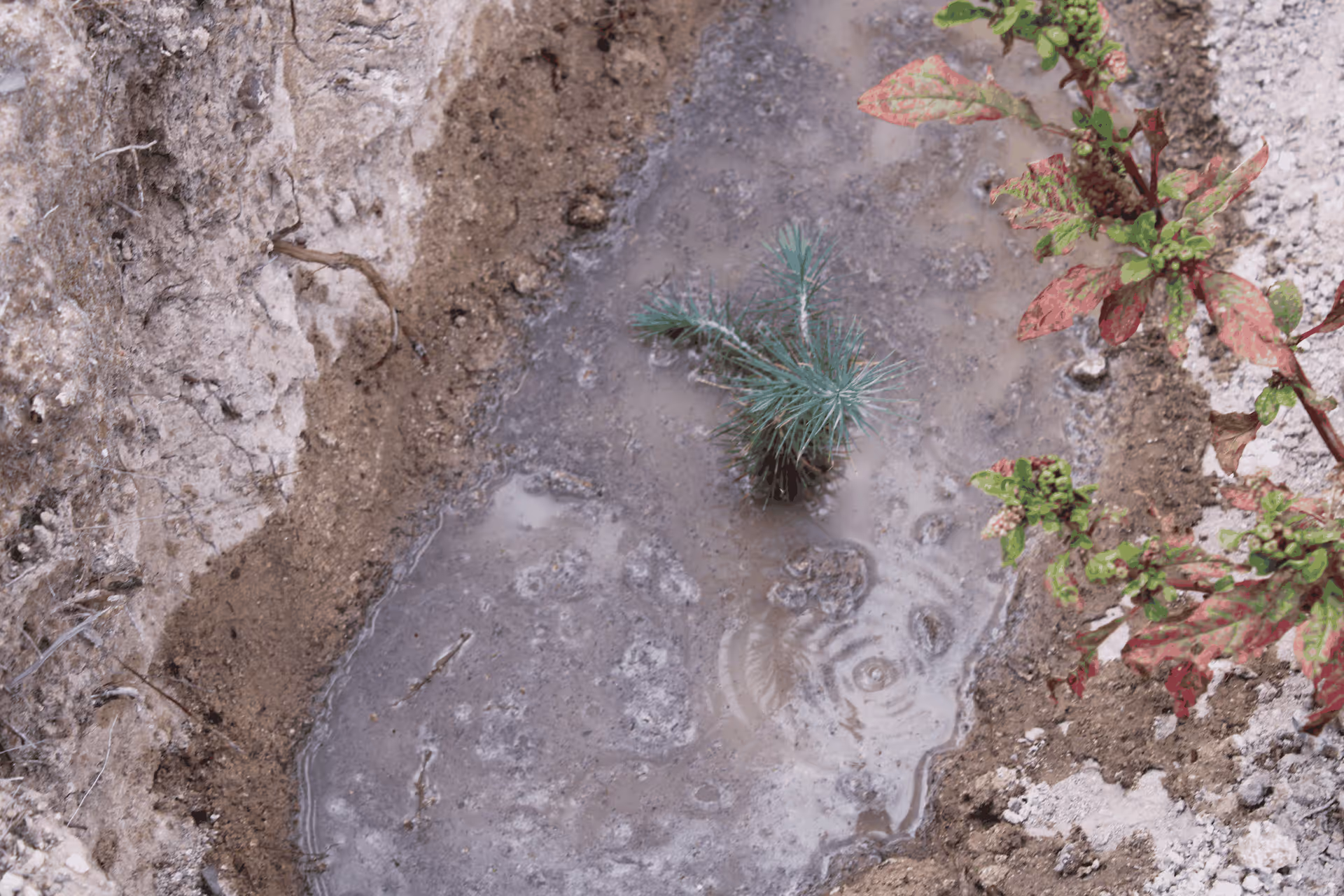 Imagen de Reforestación, Nuevo León