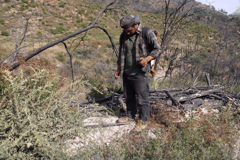 Imagen de Reforestación, Nuevo León