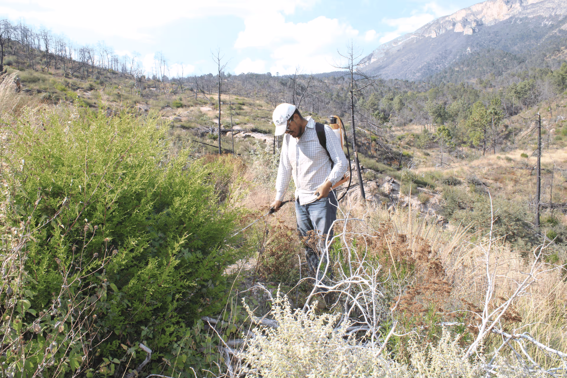 Imagen de Reforestación, Nuevo León