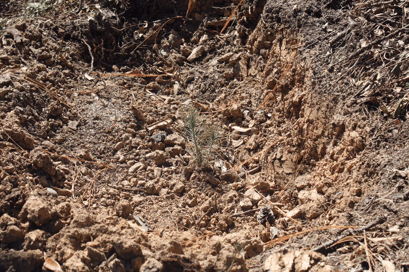 Imagen de Reforestación, Nuevo León