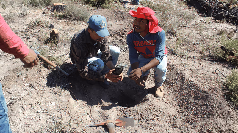 Imagen de Reforestación, Nuevo León