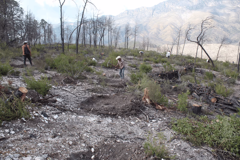 Imagen de Reforestación, Nuevo León