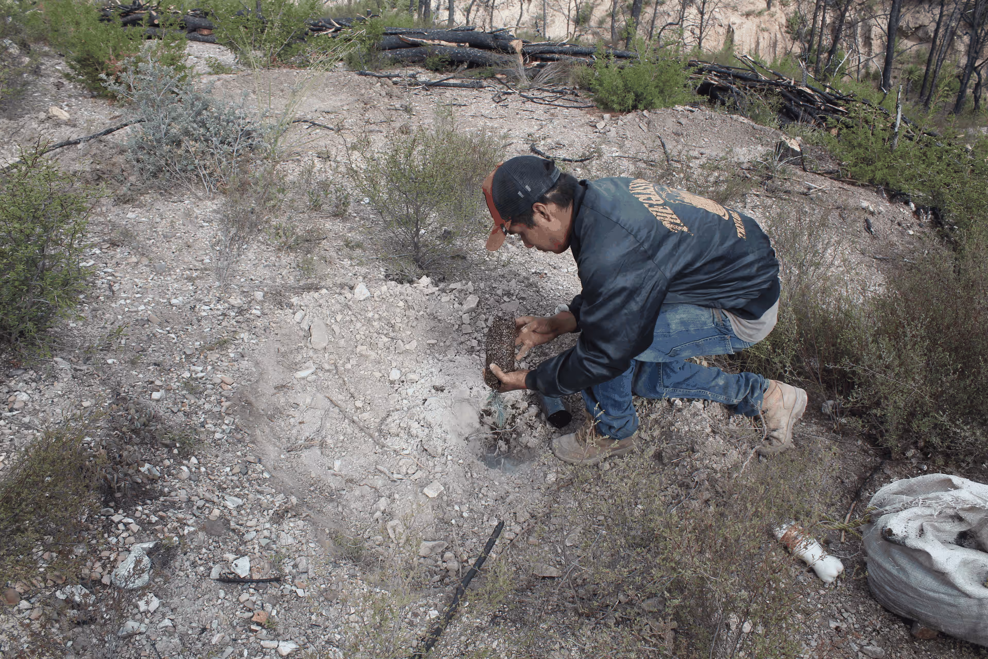 Imagen de Reforestación, Nuevo León