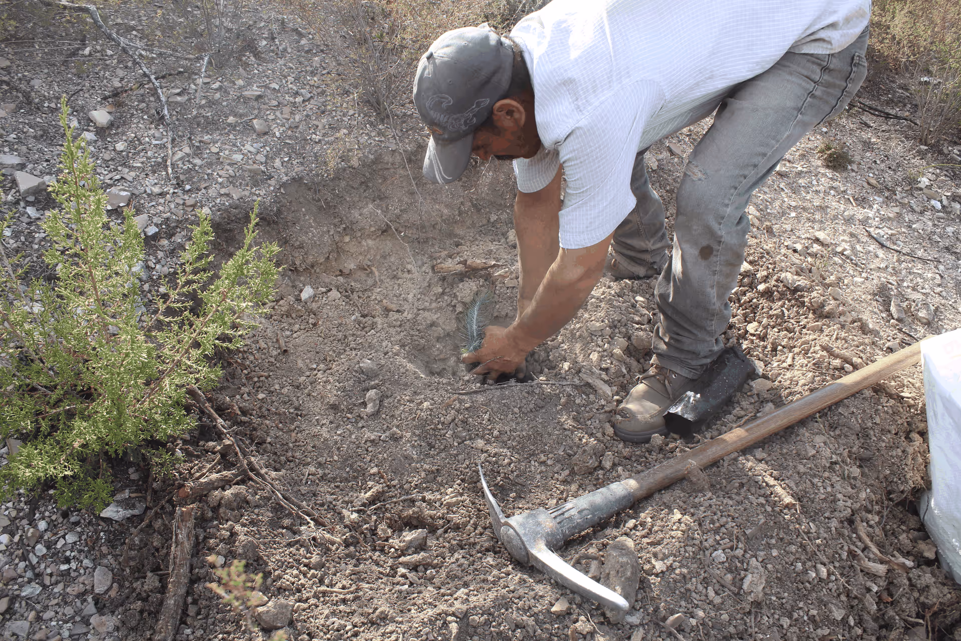 Imagen de Reforestación, Nuevo León