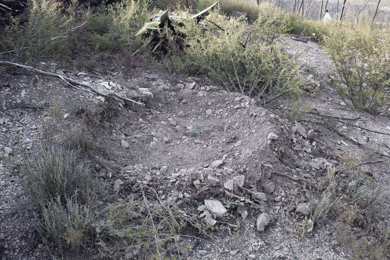 Imagen de Reforestación, Nuevo León