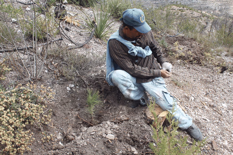 Imagen de Reforestación, Nuevo León