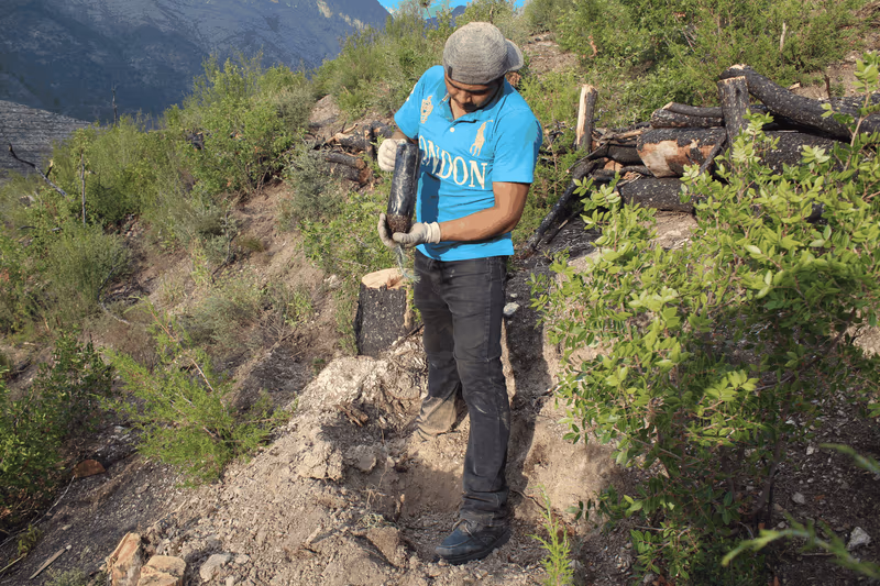 Imagen de Reforestación, Nuevo León