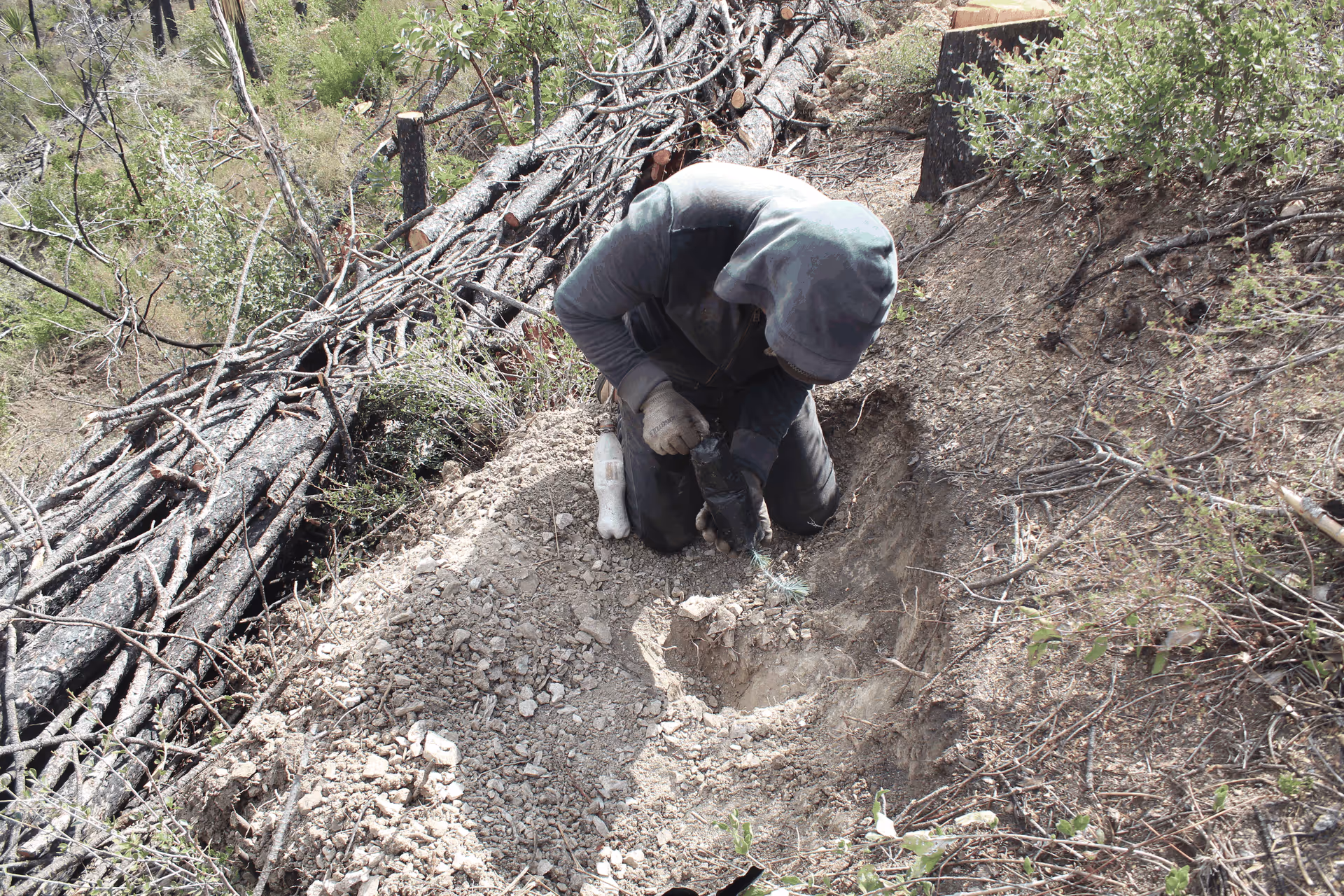 Imagen de Reforestación, Nuevo León