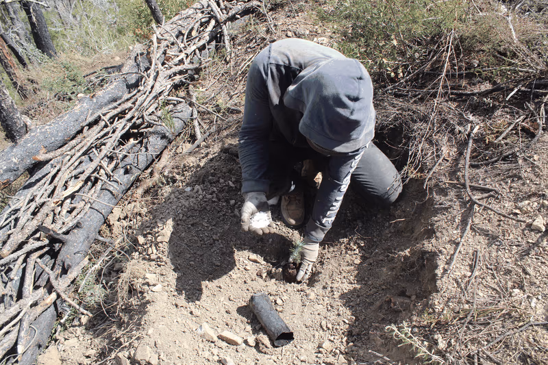 Imagen de Reforestación, Nuevo León