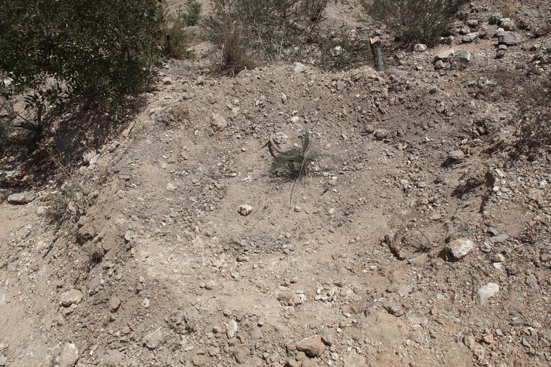 Imagen de Reforestación, Nuevo León