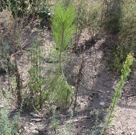 Reforestación y Manejo de Cuencas