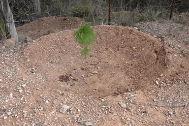 Reforestación y Manejo de Cuencas